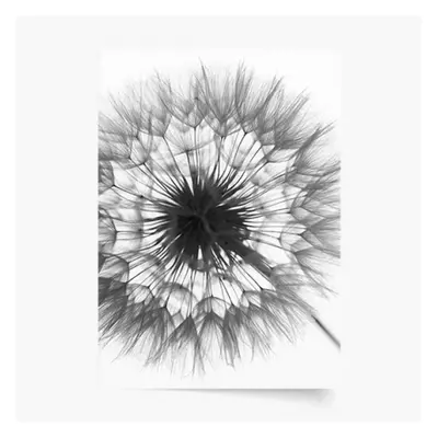 Plakat, Kwiaty: Dmuchawiec 3, 60x80