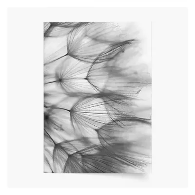 Plakat, Kwiaty: Dmuchawiec 1, 70x100