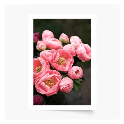 Plakat, Kwiaty: Peonie 1, 50x70