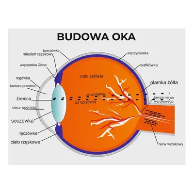 Naklejka na ścianę: Budowa oka