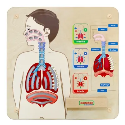 Tablica Edukacyjna Układ Oddechowy Montessori MASTERKIDZ