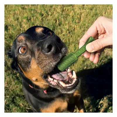 Zestaw 4 zabawek dla psów Nylabone Nutri Dent Large TU