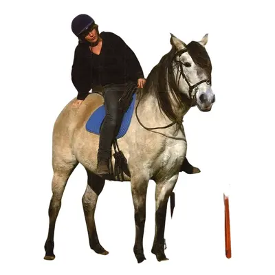 Książka do edukacji źrebaka od ziemi do siodła Ekkia