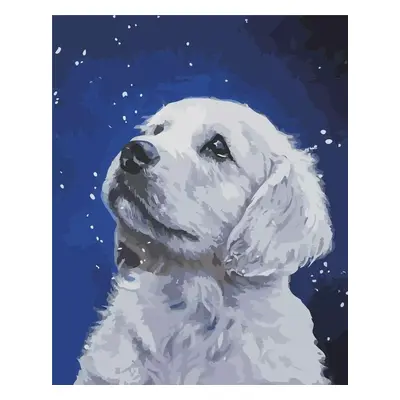 Malowanie po numerach - Labrador 40x50cm